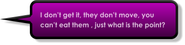 I don’t get it, they don’t move, you can’t eat them , just what is the point?