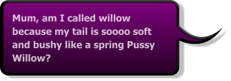 Mum, am I called willow because my tail is soooo soft and bushy like a spring Pussy Willow?
