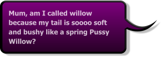 Mum, am I called willow because my tail is soooo soft and bushy like a spring Pussy Willow?
