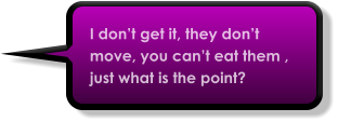 I don’t get it, they don’t move, you can’t eat them , just what is the point?